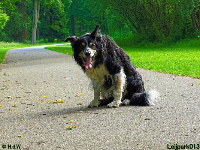 Leijpark013 11 juni 2021 Beestenboel 