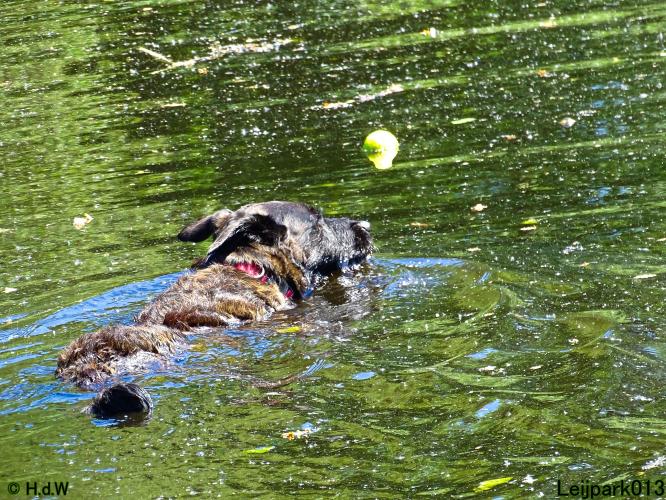 Leijpark013 11 juni 2021 Beestenboel 
