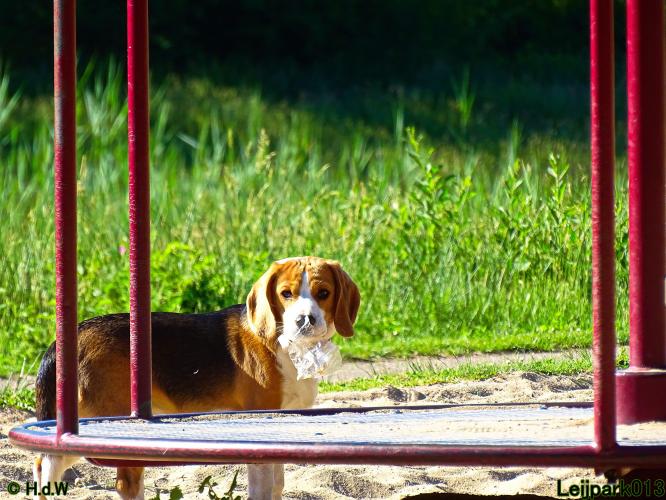 Leijpark013 11 juni 2021 Beestenboel 
