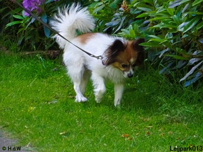 Leijpark013 11 juni 2021 Beestenboel 