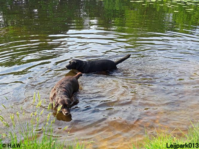 Leijpark013 11 juni 2021 Beestenboel 
