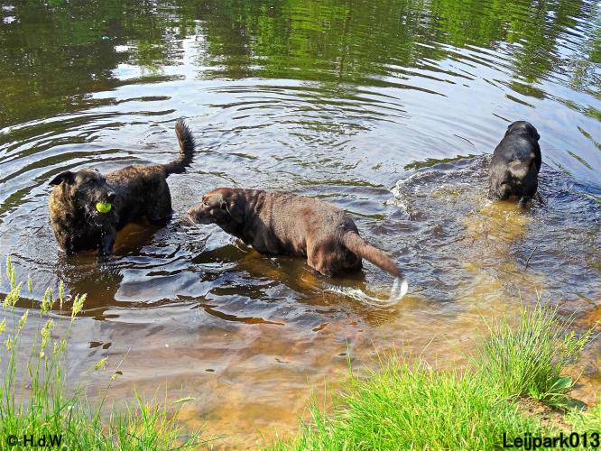 Leijpark013 11 juni 2021 Beestenboel 