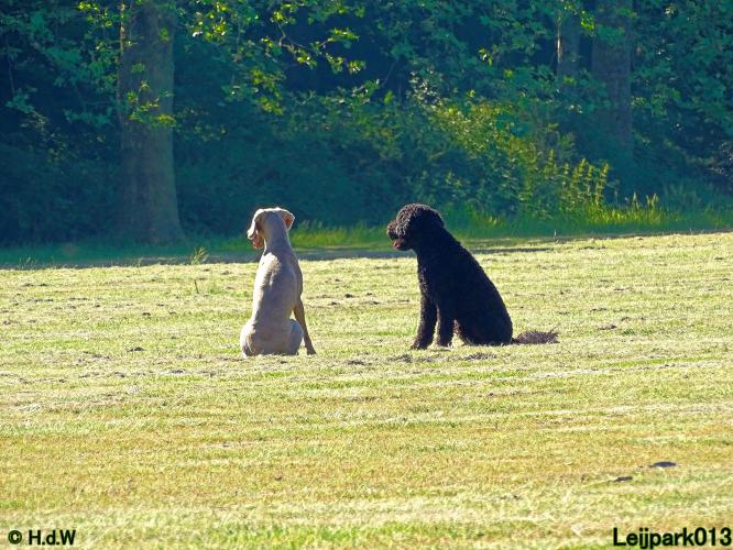 Leijpark013 11 juni 2021 Beestenboel 