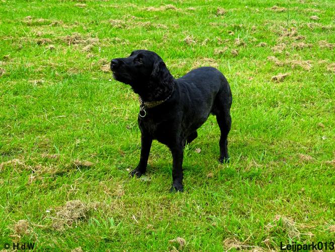 Leijpark013 11 juni 2021 Beestenboel 