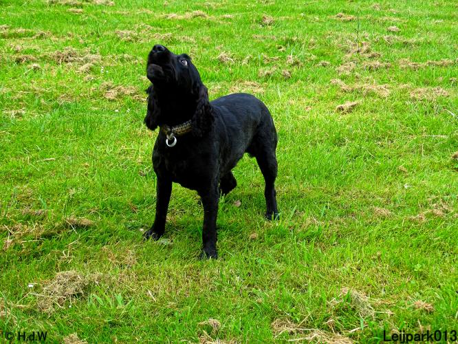 Leijpark013 11 juni 2021 Beestenboel 