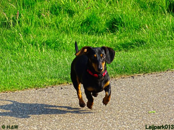 Leijpark013 11 juni 2021 Beestenboel 