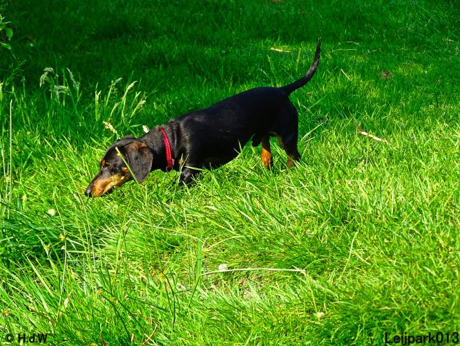 Leijpark013 11 juni 2021 Beestenboel 