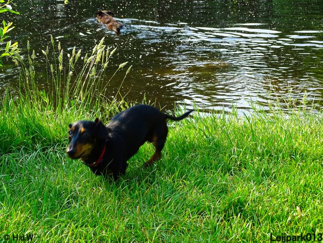 Leijpark013 11 juni 2021 Beestenboel 