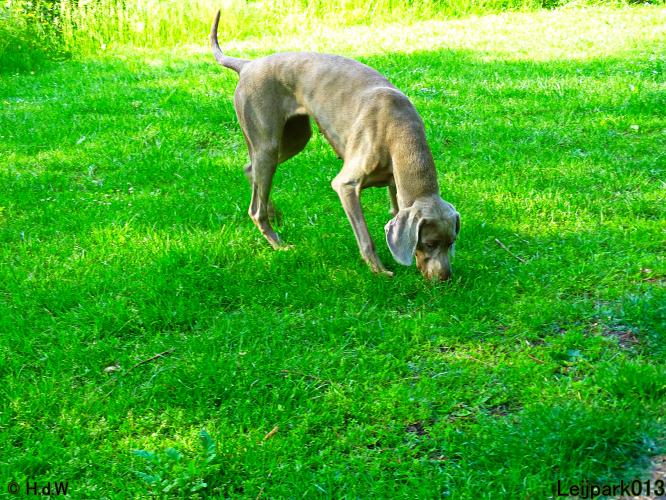 Leijpark013 11 juni 2021 Beestenboel 