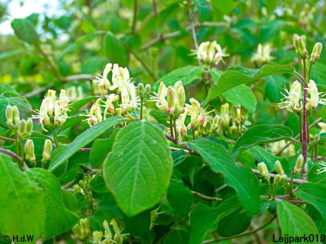 Leijpark013  13 juni 2021 Rode kamperfoelie.