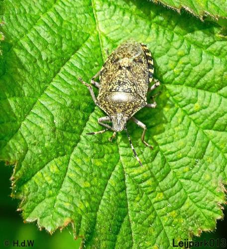 Leijpark013 18 juni 2021 Grauwe veldwants 