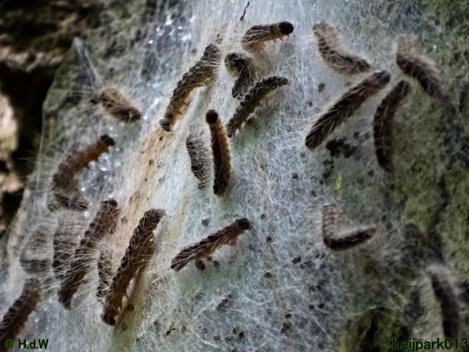 Leijpark013 5 juli2021 vandaag zag ik de Processierups weer in het park 
