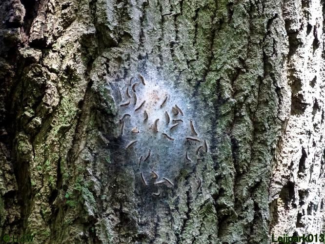 Leijpark013 5 juli2021 vandaag zag ik de Processierups weer in het park 