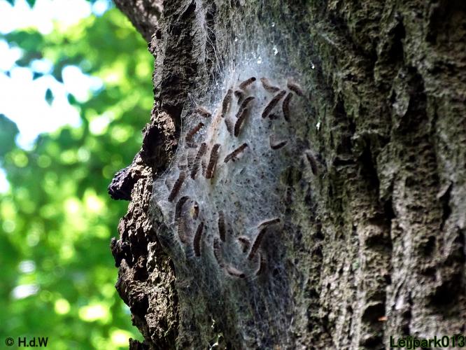 Leijpark013 5 juli2021 vandaag zag ik de Processierups weer in het park 