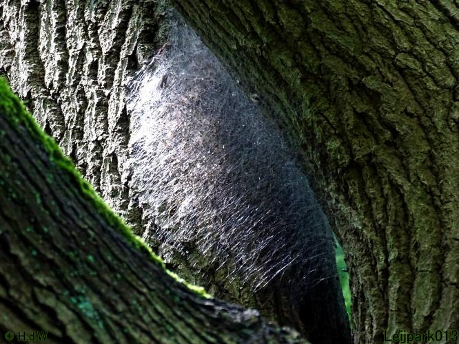 Leijpark013 5 juli2021 vandaag zag ik de Processierups weer in het park 