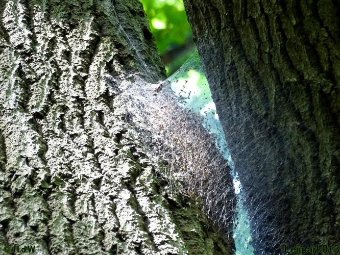 Leijpark013 5 juli2021 vandaag zag ik de Processierups weer in het park 