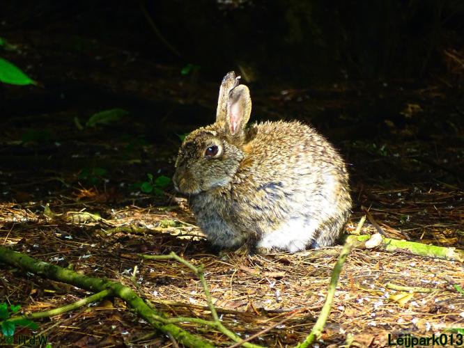 Leijpark013 6, 7 &amp; 8 juli 2021 