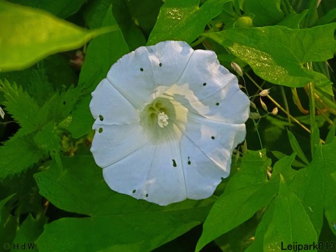 Leijpark013 6, 7 &amp; 8 juli 2021 