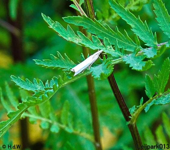 Leijpark013 6, 7 &amp; 8 juli 2021 