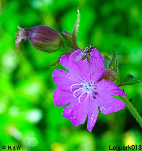 Leijpark013 6, 7 &amp; 8 juli 2021 