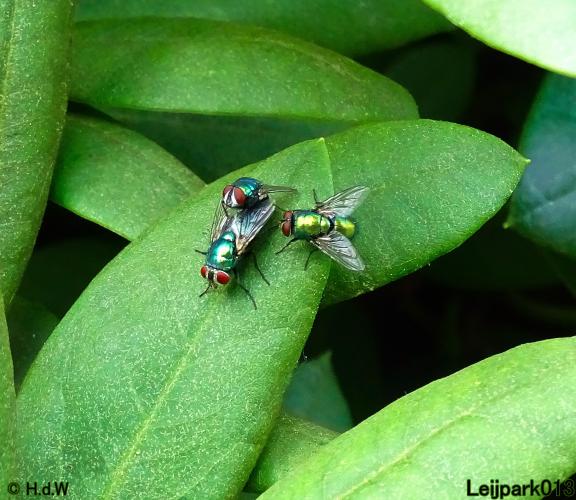 Leijpark013 6, 7 &amp; 8 juli 2021 