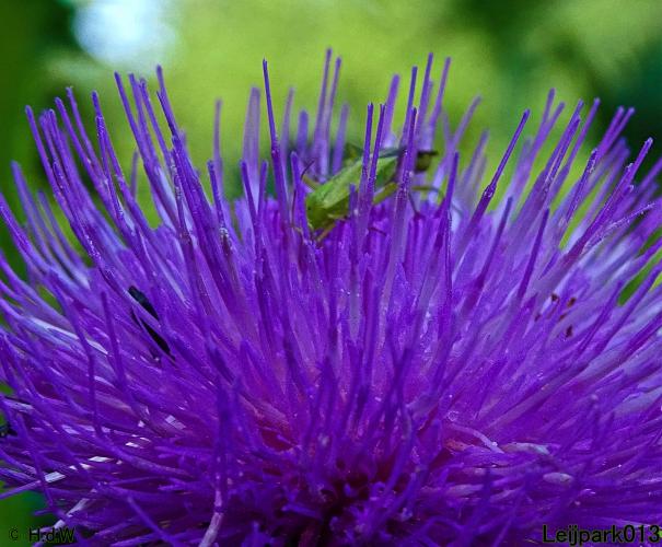 Leijpark013 6, 7 &amp; 8 juli 2021 