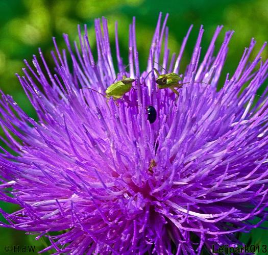 Leijpark013 6, 7 &amp; 8 juli 2021 