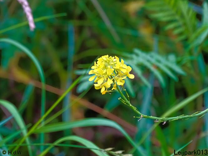 Leijpark013 6, 7 &amp; 8 juli 2021 