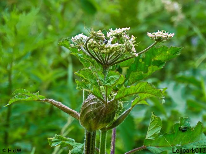 Leijpark013 6, 7 &amp; 8 juli 2021 