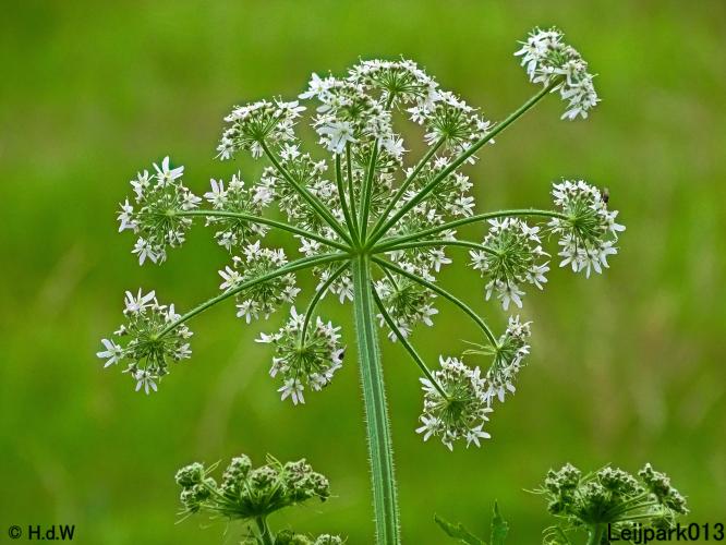 Leijpark013 6, 7 &amp; 8 juli 2021 