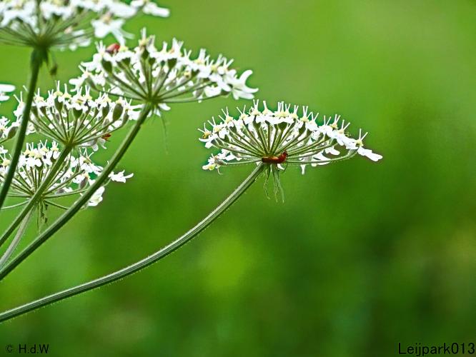 Leijpark013 6, 7 &amp; 8 juli 2021 
