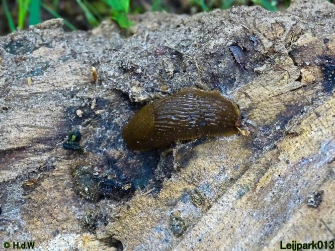 Leijpark013 6, 7 &amp; 8 juli 2021 