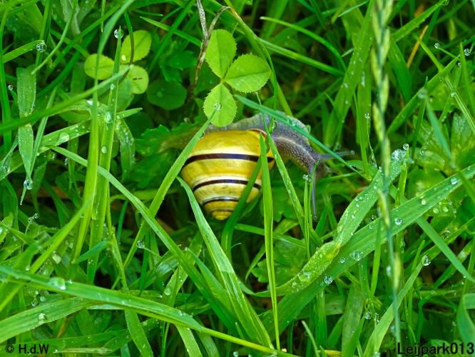 Leijpark013 6, 7 &amp; 8 juli 2021 