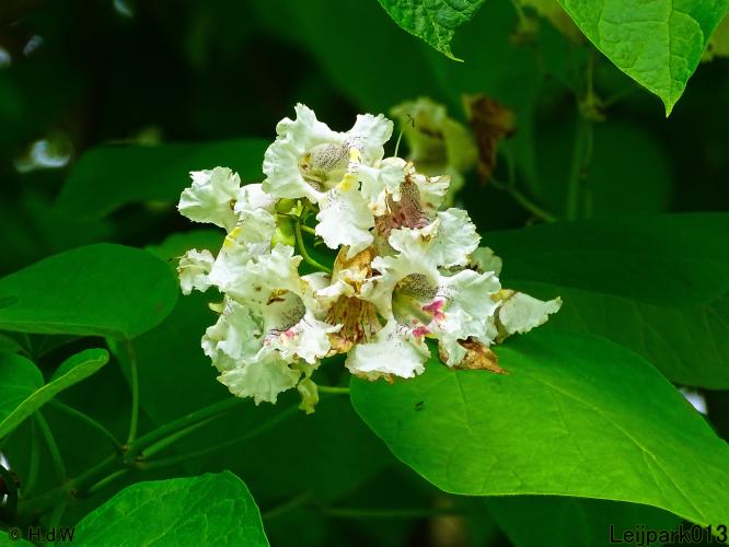 Leijpark013 6, 7 &amp; 8 juli 2021 