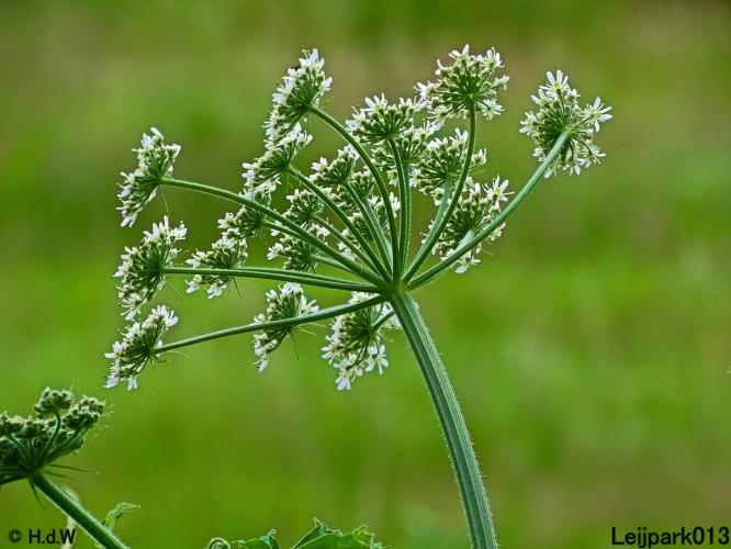 Leijpark013 6, 7 &amp; 8 juli 2021 