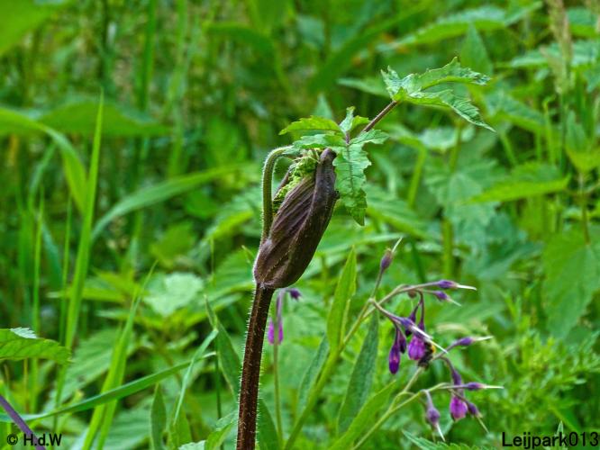 Leijpark013 6, 7 &amp; 8 juli 2021 