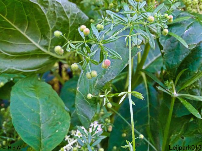 Leijpark013 6, 7 &amp; 8 juli 2021 