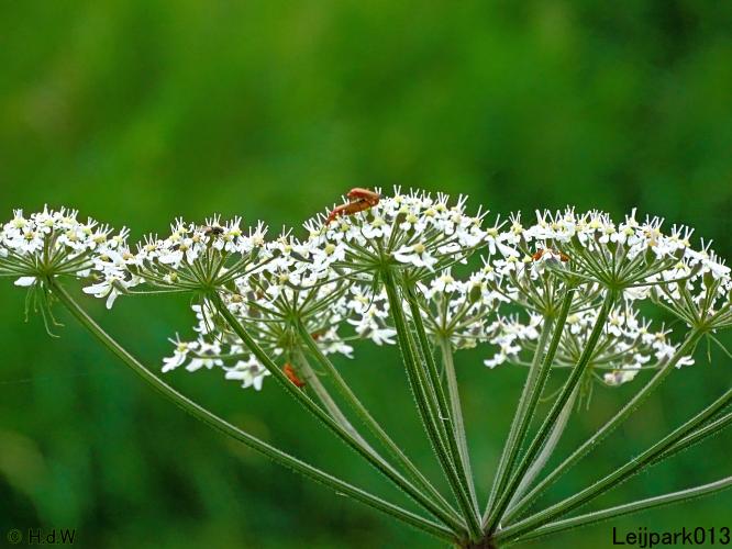 Leijpark013 6, 7 &amp; 8 juli 2021 