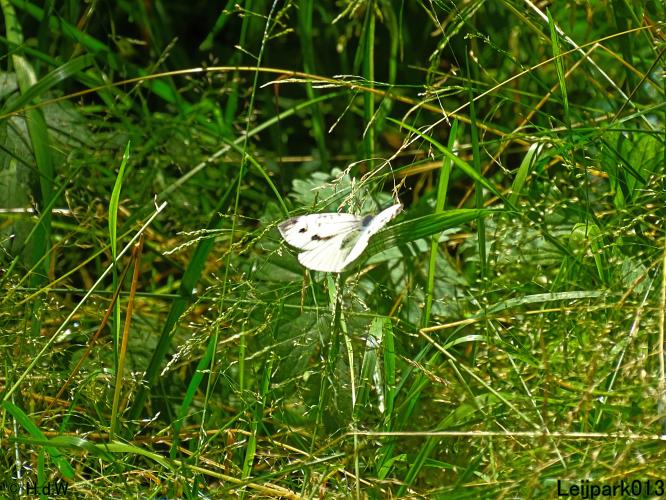 Leijpark013 6, 7 &amp; 8 juli 2021 