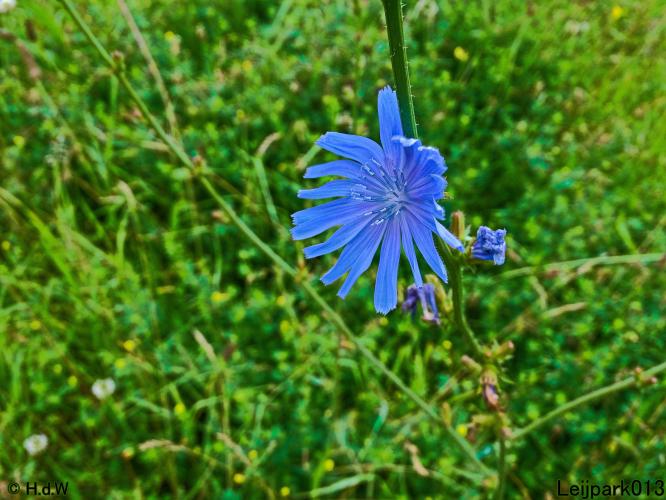 Leijpark013 6, 7 &amp; 8 juli 2021 