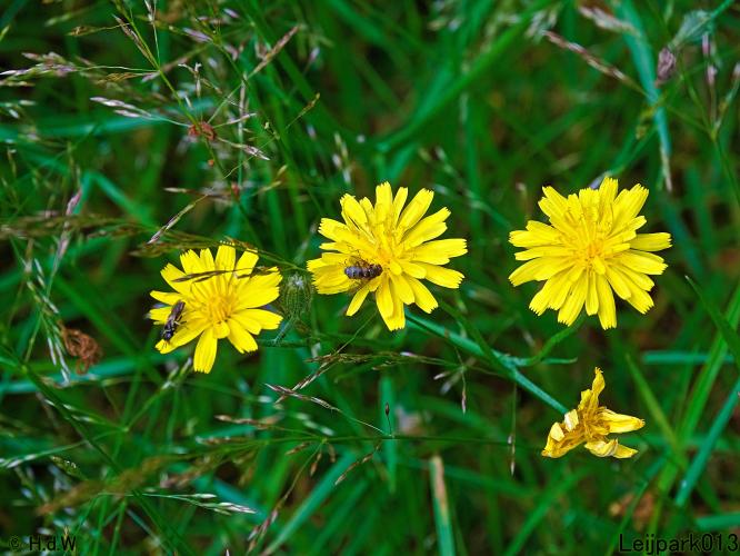 Leijpark013 6, 7 &amp; 8 juli 2021 