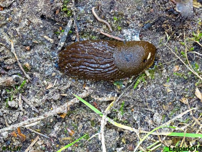 Leijpark013 6, 7 &amp; 8 juli 2021 