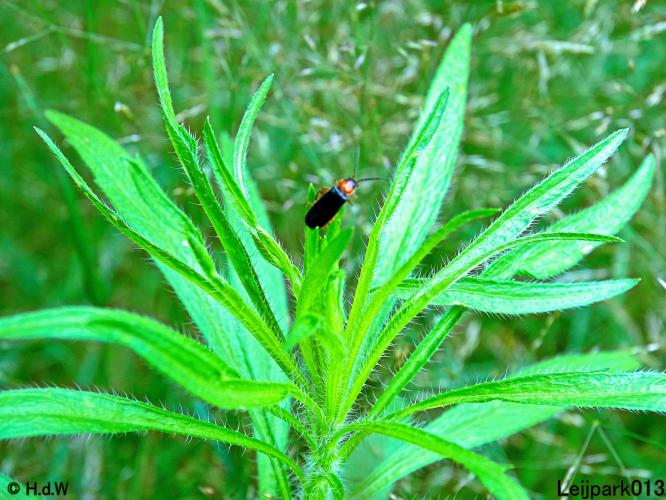 Leijpark013 6, 7 &amp; 8 juli 2021 