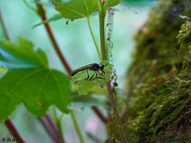 Leijpark013 8 juli 2021 bladjager (vlieg) 