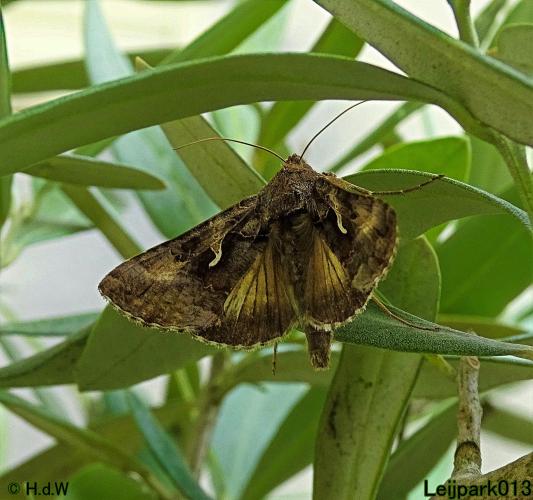 Leijpark013 10, 11 & 12 July 2021 