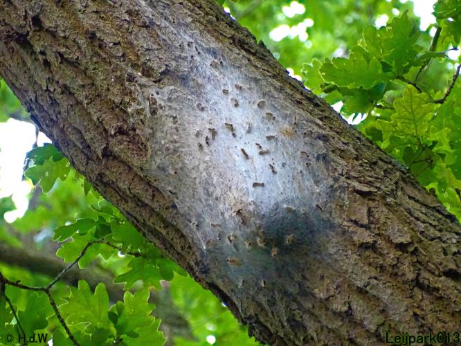 Leijpark013 10, 11 & 12 July 2021 