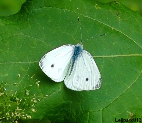 Leijpark013 10, 11 & 12 July 2021 