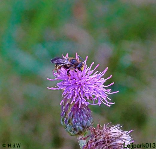 Leijpark013 10, 11 & 12 July 2021 