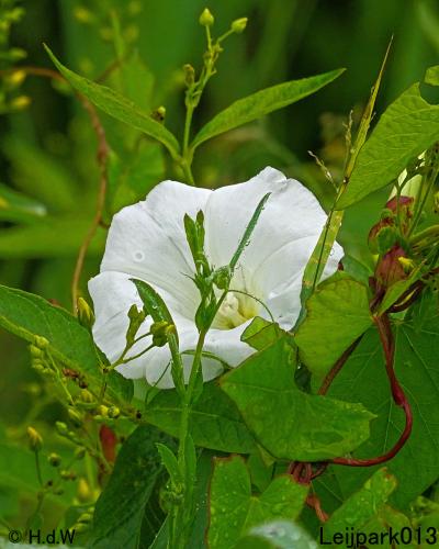 Leijpark013 10, 11 & 12 July 2021 