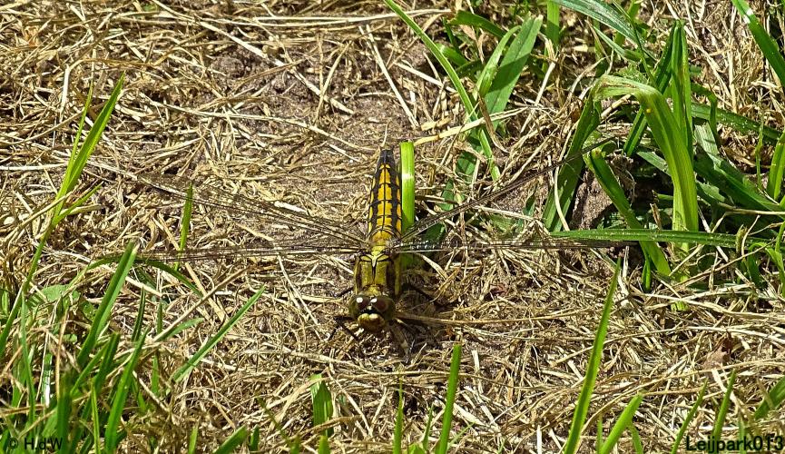 Leijpark013 10, 11 & 12 July 2021 